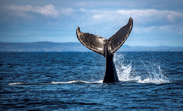 Une queue de baleine - GRAISSE DE SÉBASTIEN ST-JEAN/TOURISME CÔTE-NORD