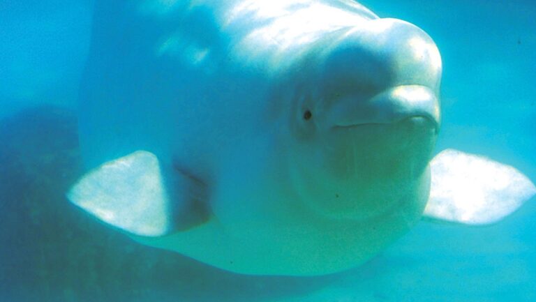 Des bébés bélugas rencontrent la culture des Premières Nations dans le tout nouveau site d'observation des baleines au Québec