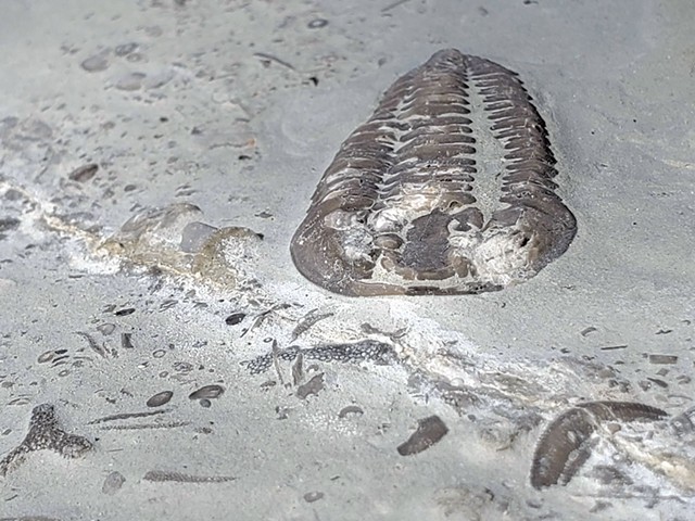 Un fossile de trilobite dans la Formation de Becscie - AVEC L'AUTORISATION DE JOSHUA ZIMMT
