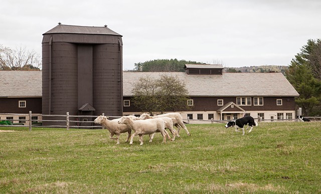 Week-end familial mouton et laine - COURTOISIE