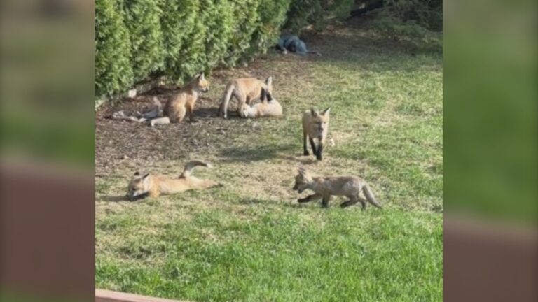 « Cela a vraiment apporté beaucoup de joie » : une famille de bébés renards emménage dans le jardin d'une femme du Manitoba