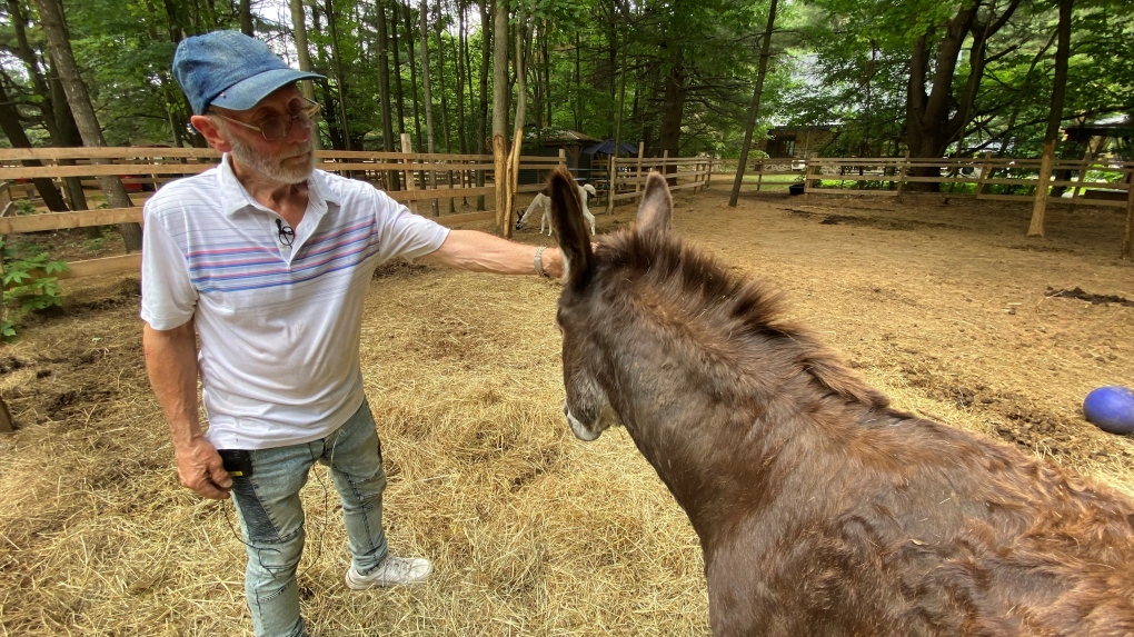 Un homme de St-Lazare veut la permission de garder 2 ânes et lamas sur sa propriété