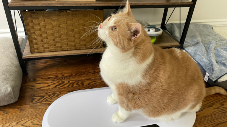 Ce « gros chat » d'Ottawa en quête de perte de poids est devenu une star de TikTok