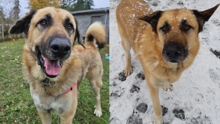 Après 300 jours dans un refuge en Colombie-Britannique, ce chien a enfin trouvé son foyer pour toujours