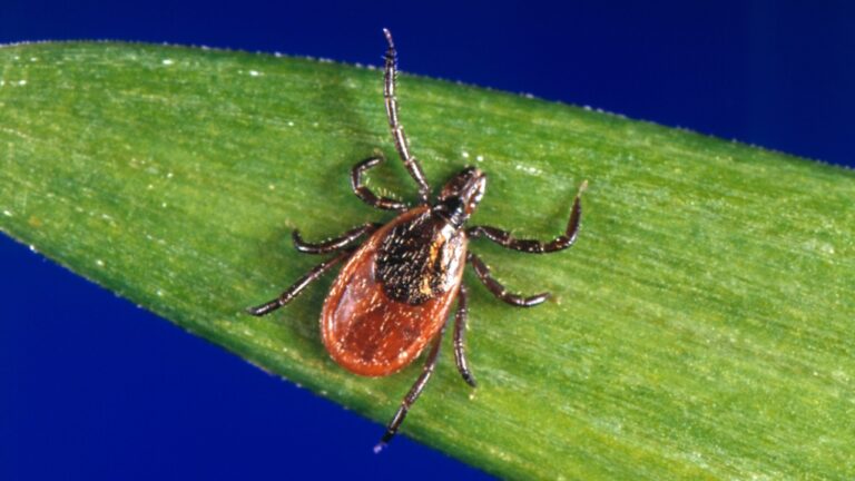 Ce qu’il faut savoir sur l’anaplasmose, une maladie transmise par les tiques