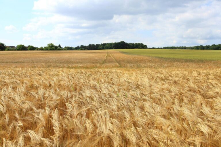 Exposition agricole attirant des gens de partout dans le nord-ouest, au Manitoba, aux États-Unis