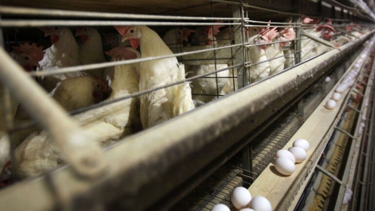 More than four million chickens in Iowa will have to be killed after bird flu was detected at a large farm. (Charlie Neibergal / AP Photo)