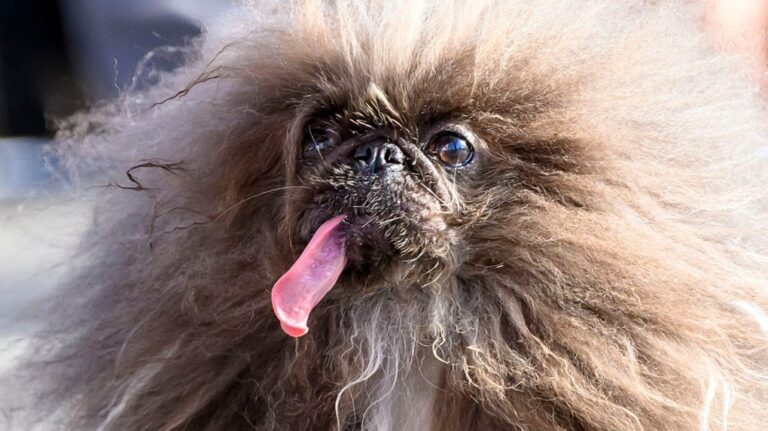 Wild Thang was crowned the winner of the World's Ugliest Dog contest. (Josh Edelson / AFP/ Getty Images via CNN Newsource)