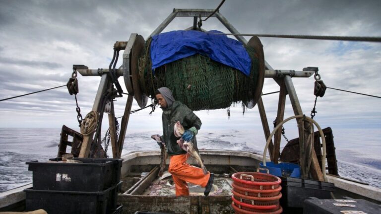 In this April 23, 2016, photo, a fisherman carries cod caught in the nets of a trawler off the coast of New Hampshire. THE CANADIAN PRESS/AP/Robert F. Bukaty