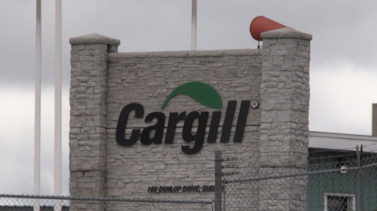 Les éleveurs de bovins s’inquiètent des conséquences de la grève en cours chez Cargill à Guelph, en Ontario.
