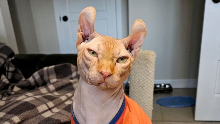 Les organismes de sauvetage des animaux de la région de Montréal demandent aux foyers d'adopter des animaux de compagnie avant le jour du déménagement