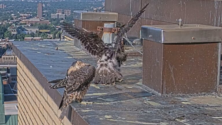 Les poussins du faucon pèlerin de Montréal prennent leur premier envol dans un monde rempli de dangers