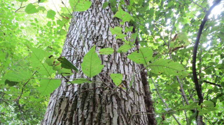 The Guinness World Records poison ivy plant seen on Robert Fedrock's property clings to a White Ash. (Courtesy/Robert Fedrock)