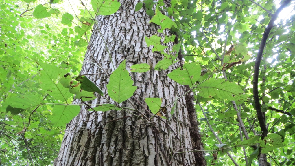 The Guinness World Records poison ivy plant seen on Robert Fedrock's property clings to a White Ash. (Courtesy/Robert Fedrock)