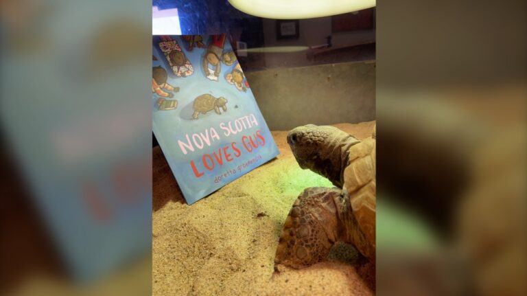 Un livre illustré explore la vie de la célèbre tortue gopher Gus