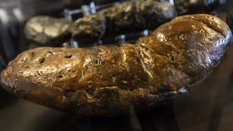 Fossilized crocodilian excrement is displayed at the 'Poozeum,' Friday, June 7, 2024, in Williams, Ariz. (Ty ONeil/AP Photo)