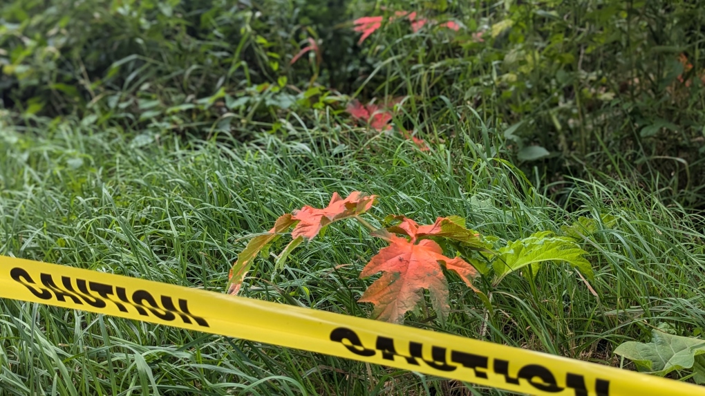 Restez loin de la berce du Caucase : ce que vous devez savoir sur ces plantes nuisibles et dangereuses