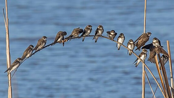 Une entreprise québécoise condamnée à une amende de 12 500 $ pour avoir détruit des nids d'oiseaux menacés