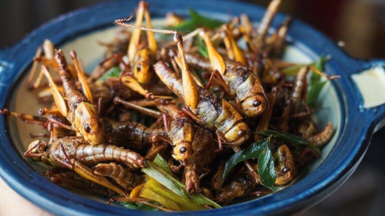Singapore’s state food agency (SFA) has approved 16 species of edible insects for sale and consumption in the country, according to a July 8 public circular addressed to food traders. (Krit of Studio OMG/Getty Images via CNN Newsource)