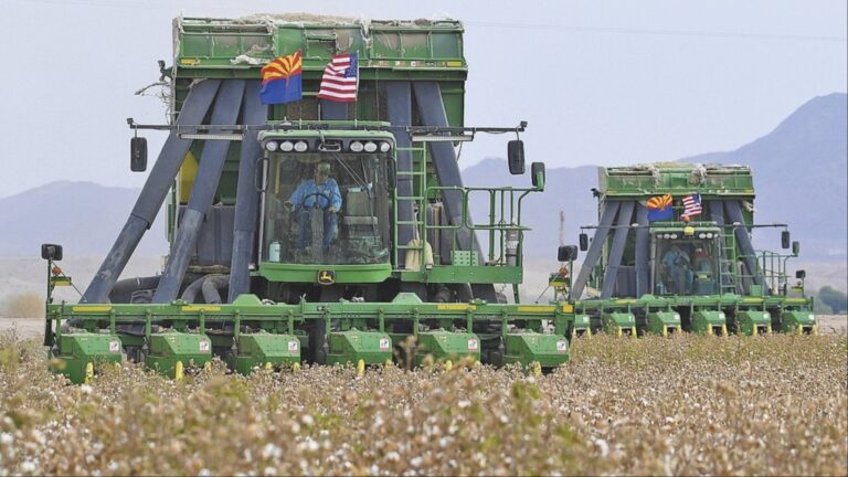 Two John Deere on board module cotton strippers, owned and operated by DVB Harvesting, work their way through a field of cotton on Aug. 21, 2020, in Winterhaven, Ariz. (Randy Hoeft/The Yuma Sun via AP, File)