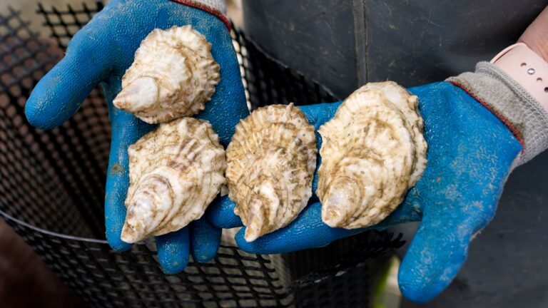 L'Agence canadienne d'inspection des aliments enquête sur la découverte d'un parasite dans des huîtres de l'Île-du-Prince-Édouard