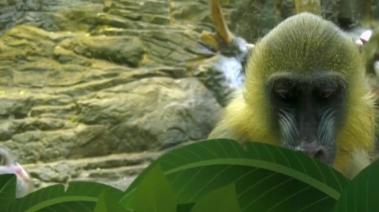 La direction du Zoo de Granby met ses employés en lock-out après un mandat de grève