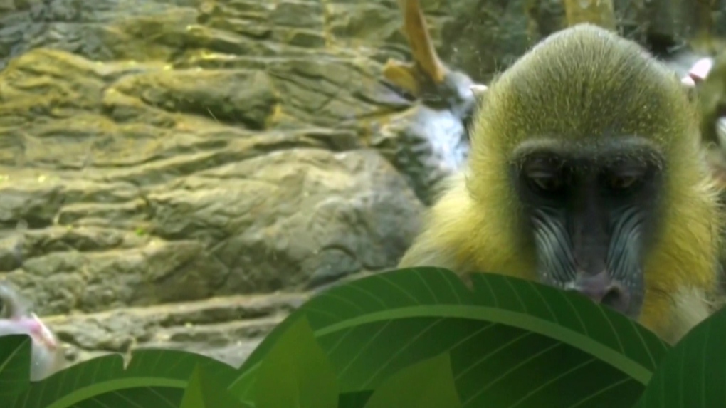 La direction du Zoo de Granby met ses employés en lock-out après un mandat de grève