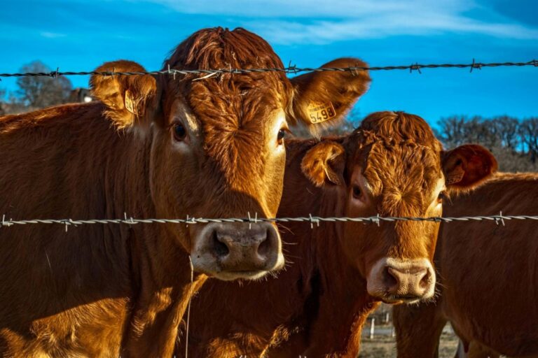 La province finance deux entreprises agricoles
