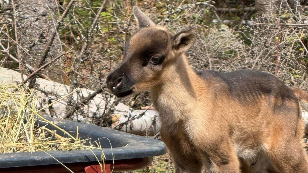 Le Québec annonce la naissance de 15 faons de caribous en captivité