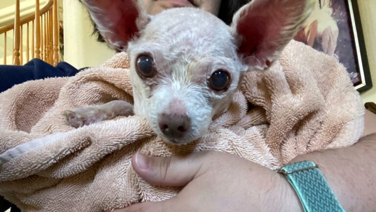 In this image provided by Judith Monarrez, her pet dog Gizmo is seen cradled in her arms, Sunday, July 21, 2024. Monarrez was reunited with the dog on July 17, 2024, more than nine years after it went missing in Las Vegas. (Judith Monarrez via AP)
