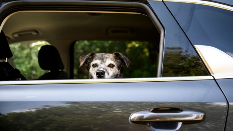 Les États-Unis abandonnent leur projet de réglementation pour les chiens traversant la frontière en provenance de pays indemnes de rage
