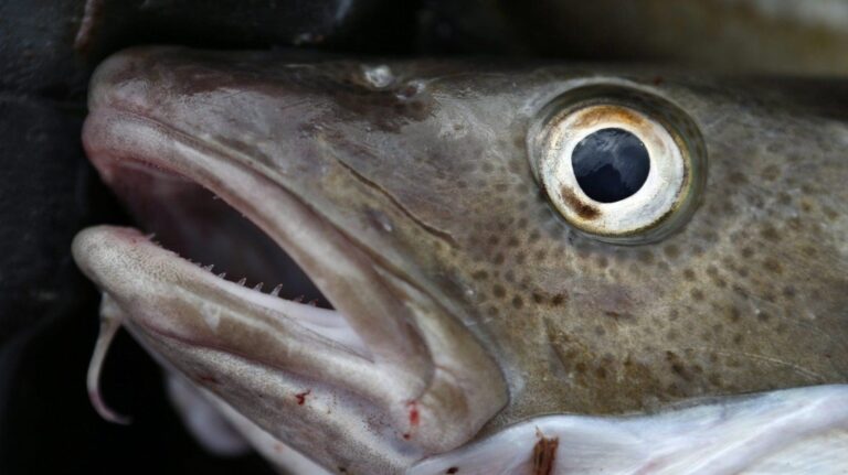 Les pêcheurs de Terre-Neuve-et-Labrador estiment que la pêche commerciale à la morue ne devrait pas rouvrir