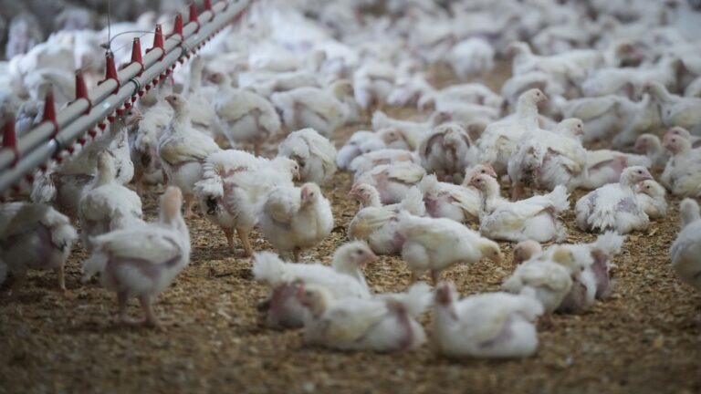 Chickens are seen at a poultry farm in Abbotsford, B.C., on Thursday, November 10, 2022. THE CANADIAN PRESS/Darryl Dyck