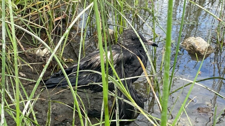 Les travaux se poursuivent pour nettoyer le deuxième déversement d'huile à moteur dans une rivière près de Montréal