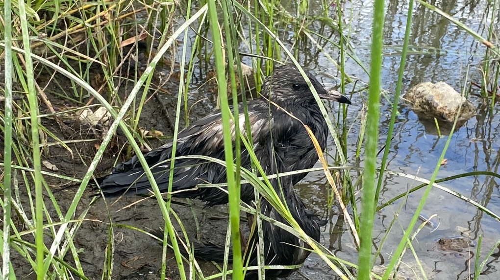Les travaux se poursuivent pour nettoyer le deuxième déversement d'huile à moteur dans une rivière près de Montréal