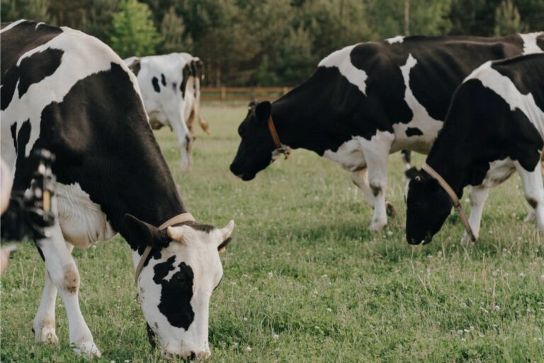 Ouverture du processus de nomination pour les prix d'excellence agricole