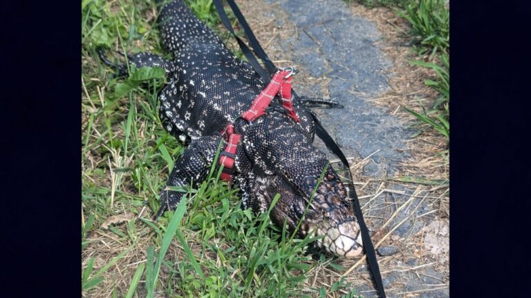 Un lézard géant a disparu à Sherbrooke