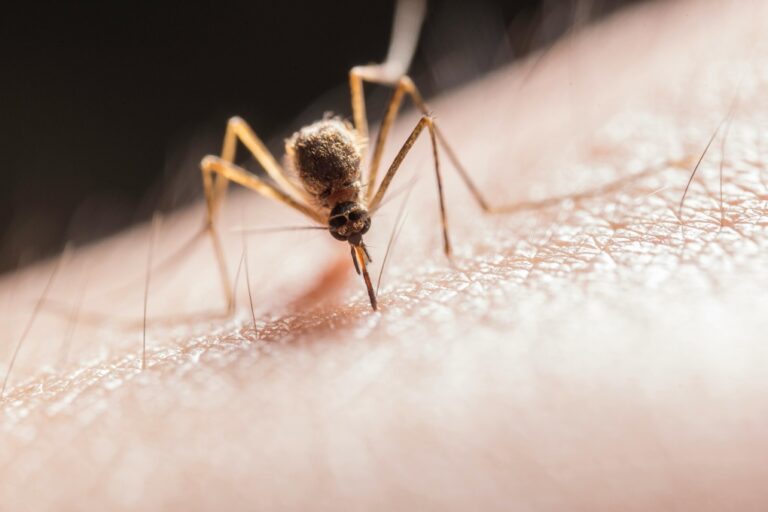 A mosquito appears in this undated file photo. (Jimmy Chan / Pexels)