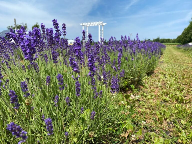 Une ferme locale de lavande partage les bienfaits et la beauté de la plante