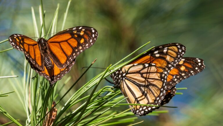 Butterflies land on branches at Monarch Grove Sanctuary in Pacific Grove, Calif., Wednesday, Nov. 10, 2021. (AP Photo/Nic Coury)