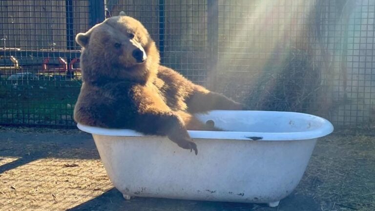 Une vidéo montre un grizzli de la Colombie-Britannique se prélassant dans une baignoire sur pattes