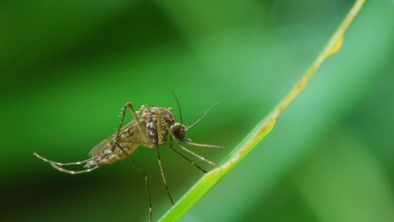 Un virus rare et mortel transmis par les moustiques détecté dans le comté de Chittenden