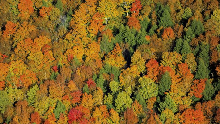 Poème : « L'artiste de l'automne »