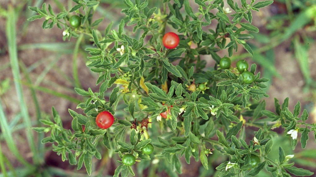 This undated image provided by Bugwood.org shows toxic Jerusalem cherry fruits, which closely resemble cherry tomatoes. (Charles T. Bryson/USDA Agricultural Research Service/Bugwood.org via AP)