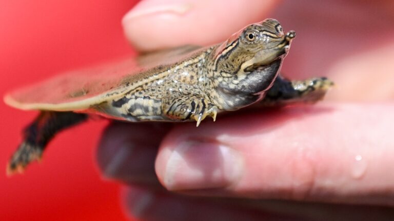 Des dizaines de bébés tortues relâchées dans une rivière du Québec dans le cadre d'un projet de conservation au zoo