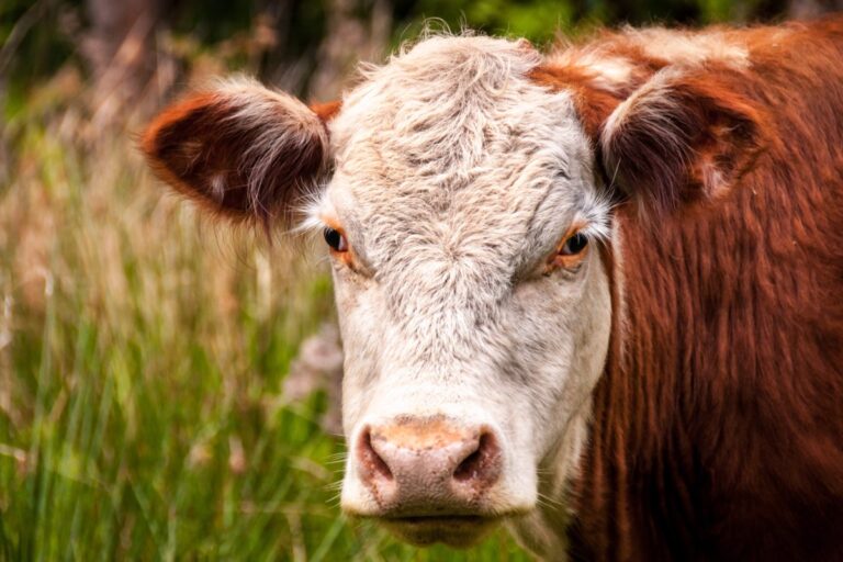 Des fonds provinciaux aident les éleveurs de bovins à commercialiser leur viande de bœuf