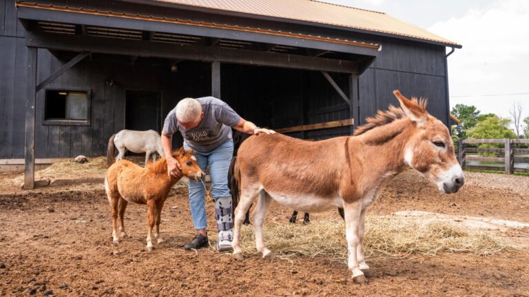 Lisa Moad, owner of Seven Oaks Farm, pets her miniature horse and miniature donkey on Tuesday, Aug. 6, 2024, in Hamilton, Ohio. (AP Photo/Emilee Chinn)