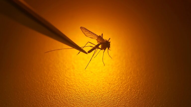 Les responsables de la santé du Massachusetts signalent un deuxième cas de virus potentiellement mortel transmis par les moustiques