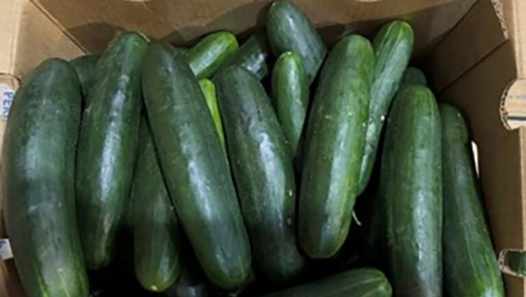 This undated photo provided by the U.S. Food and Drug Administration shows cucumbers. (U.S. Food and Drug Administration via AP)
