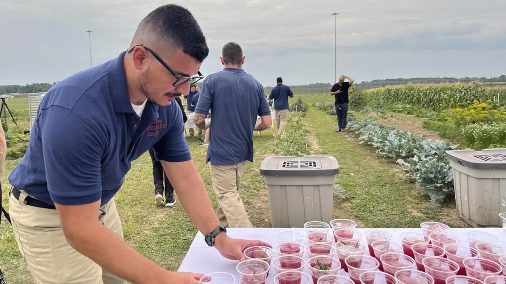 Efrain Paniagua-Villa, 28, picks up drinks to serve to guests at a dinner event inside the Grafton Reintegration Center on Thursday, Aug. 25, 2024 in Grafton, Ohio. (AP Photo/Patrick Aftoora Orsagos)